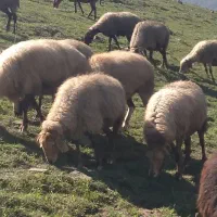 فروش گوسفند بره دار و آبستن