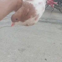 دو عدد کبوتر شهری نر بفروش میرسد دونه ۸۰۰ تومان