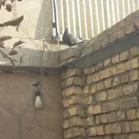 کبوتر پرشی|پرنده|فولادشهر, فولادشهر|دیوار