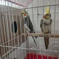 عروس هلندی نر ماده جفت|پرنده|سلماس, |دیوار