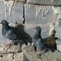 کبوتر مسافتی