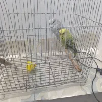 با سلام خسته نباش عروس فنچ نر و ماده با ۲ عروسی