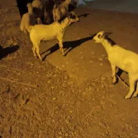 کهر نر|حیوانات مزرعه|فین, |دیوار