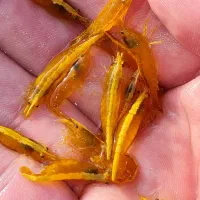 شریمپ زینتی