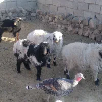 گوسفند فروشی|حیوانات مزرعه|سربیشه, |دیوار