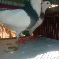 کفتر‌طوقی