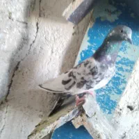 11 کفتر|پرنده|کرج, حصار|دیوار