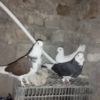 جفت شازده و سفید