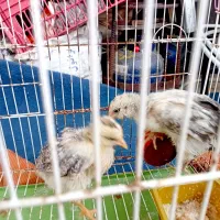 مرغ و خروس|حیوانات مزرعه|رشت, استقامت ۱|دیوار