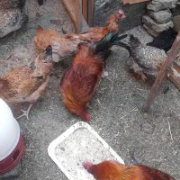 مرغ و خروس لاری