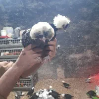 جوجه لهستانی دو ماه