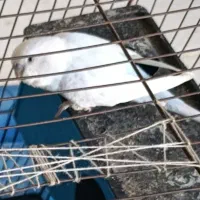 نرمعاوضه باماده|پرنده|حمیدیه, |دیوار