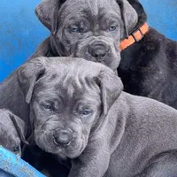 توله های بسیار جذاب کن کورسو