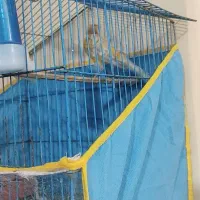 قناری نر|پرنده|سیرجان, |دیوار