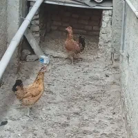 مرغ و خروس جوجه تخم مرغ گلین|حیوانات مزرعه|کردکوی, |دیوار