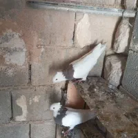 چند عدد کبوتر طوقی خوب برای فروش|پرنده|موگوئی, |دیوار