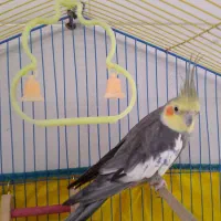 عروس هلندی و یک جفت مرغ عشق|پرنده|چمران, |دیوار