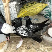 کبوتر سینه مشکی