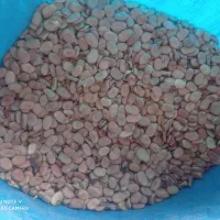 500 کیلو باقلا با کیفیت عالی درجه یک موجود هست|خوردنی و آشامیدنی|اهواز, منازل کارون|دیوار
