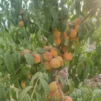 باغ ۱۰۰۰ متری سمت پتروشیمی(چغاهروشی)