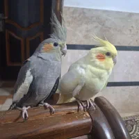 یه جفت عروس هلندی