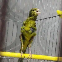 معاوضه قناری نر سبز  مست روانی