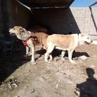 جوجه سگ آلابای نر و ماده توله|سگ|ساری, |دیوار