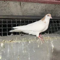 کفتر|پرنده|تربت جام, پاسداران|دیوار