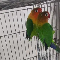 جفت کوتوله( دستی نیستن)