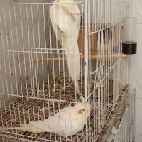 دو جفت عروس هلندی کار داده|پرنده|مشهد, قائم|دیوار