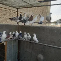 کبوتر شازده