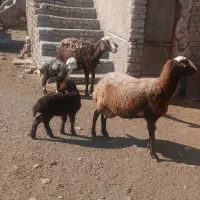 میش بره درجه یک|حیوانات مزرعه|شیروان (لرستان), |دیوار