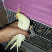 جفت عروس هلندی دوکت رام دستی|پرنده|گنبد کاووس, |دیوار