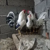 مرغ و خروس گلین