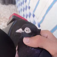 یک جفت زاغ ماده آبادانی نر یسر