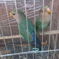 کوتوله برزیلی|پرنده|گنبد کاووس, |دیوار