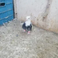 کفتر بوم کلاغ ساده دم سفید کله سینه سبز