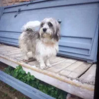 سگ خانگی دست اموز