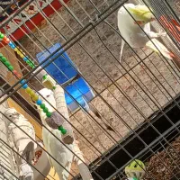 طوطی عروس سخنگو|پرنده|شوشتر, |دیوار