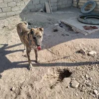 سگ ژرمن نر،سگ تربتی نر در زرند|سگ|زرند, |دیوار