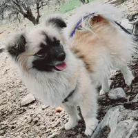 فروش فوری سگ پامر روباهی