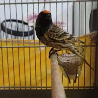 سهره گلبسر مست|پرنده|فردیس, نگارستان|دیوار