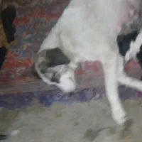 کارگربرای پناهگاه سگ وگربه