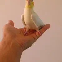 جوجه عروس هلندی