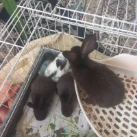 خرگوش|موش و خرگوش|مشهد, شاهد (شهرک غرب)|دیوار