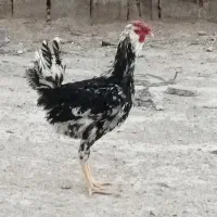 تخم مرغ گلین|حیوانات مزرعه|شیراز, رکن‌آباد|دیوار