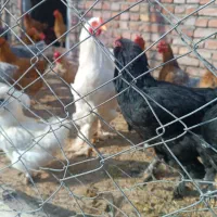 خروس برای کشتار|حیوانات مزرعه|میانه, |دیوار