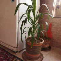 گل گیاه|گل و گیاه طبیعی|ماهیدشت, |دیوار