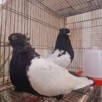 سینه سیاه نوک سفید سینه آبی سینه سرور|پرنده|شیراز, زرهی|دیوار