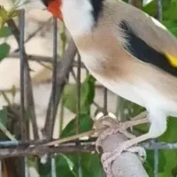 ماده دورگ سرسیاه